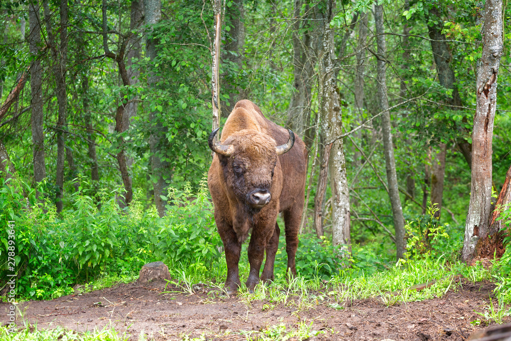 Fototapeta premium Bison (Bison bonasus) in the wild nature