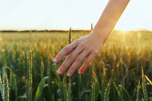 wheat in hands © SHOTPRIME STUDIO