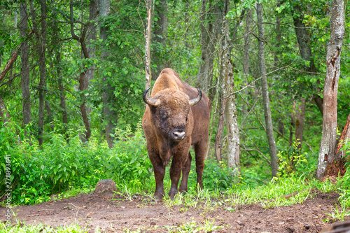 Bison (Bison bonasus) in the wild nature
