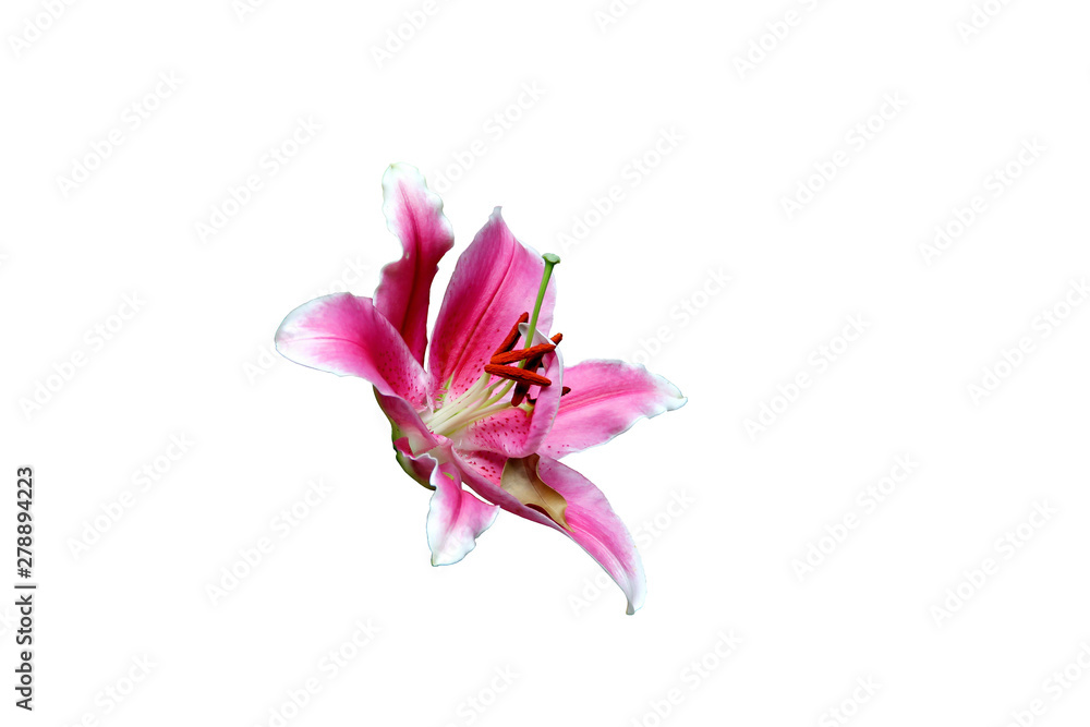 Closeup of beautiful pink lily flower isolated on white background in clude clipping path. Closeup of beautiful pink lily flower isolated on white background in clude clipping path.
