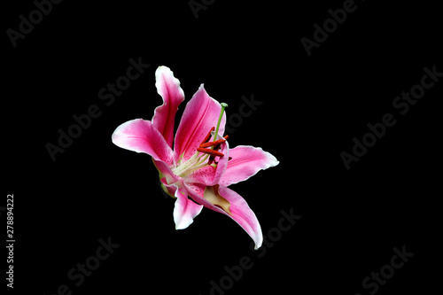 Closeup of beautiful pink lily flower isolated on black background in clude clipping path.