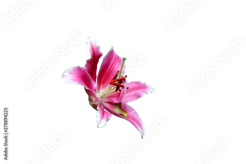 Closeup of beautiful pink lily flower isolated on white background in clude clipping path.