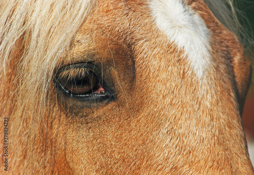 close up of a ginger horse face © saturno