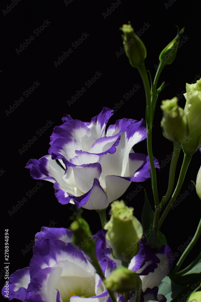 eustoma, flower, black, violet