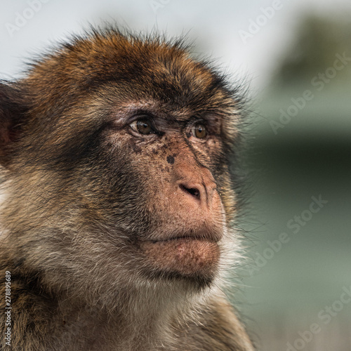 Barbary Macaque watching attentively