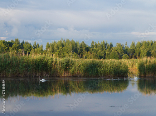 A family of swans walking in the wild. Landscape of a lake in the forest with beautiful water and waves.