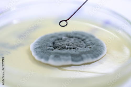 Penicillium, ascomycetous fungi are of major importance in the natural environment as well as food and drug production.  photo