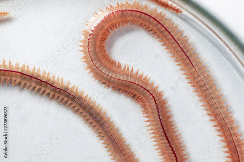 Sand Worm (Perinereis sp.) is the same species as sea worms (Polychaete), Living in a beach area with relatively shallow water levels for education in laboratory. photo