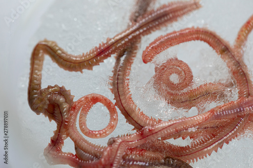 Sand Worm (Perinereis sp.) is the same species as sea worms (Polychaete), Living in a beach area with relatively shallow water levels for education in laboratory. photo