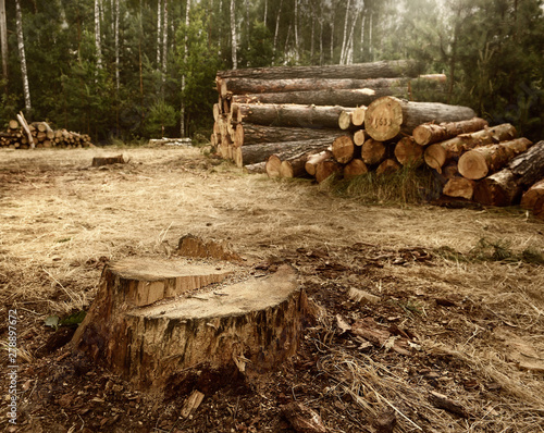 Quadro su tela Cut down trees in the forest