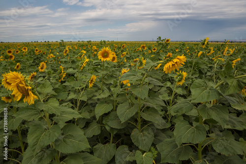 Sunflowers in summer field. Sun holiday nature sunflowers field summer