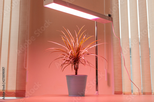 The highlighting of the plants on the windowsill fitolamp photo