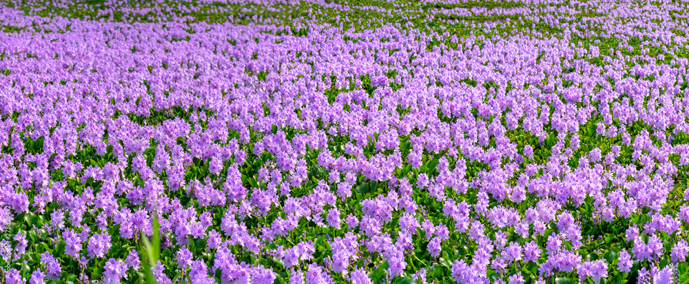 Water hyacinth flower fields bloom colorful purple in nature