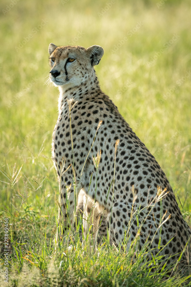 Backlit female cheetah sits in tall grass Backlit female cheetah sits in tall grass