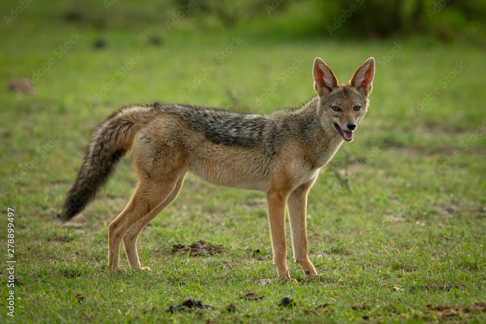 Black-backed jackal stands in grass eyeing camera Black-backed jackal stands in grass eyeing camera