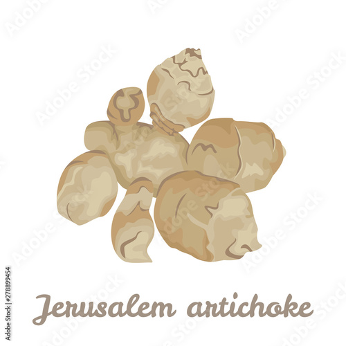 Jerusalem artichoke root isolated on white background. Vector illustration of healthy food product in cartoon simple flat style.