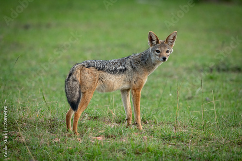 Black-backed jackal stands on grass in shade