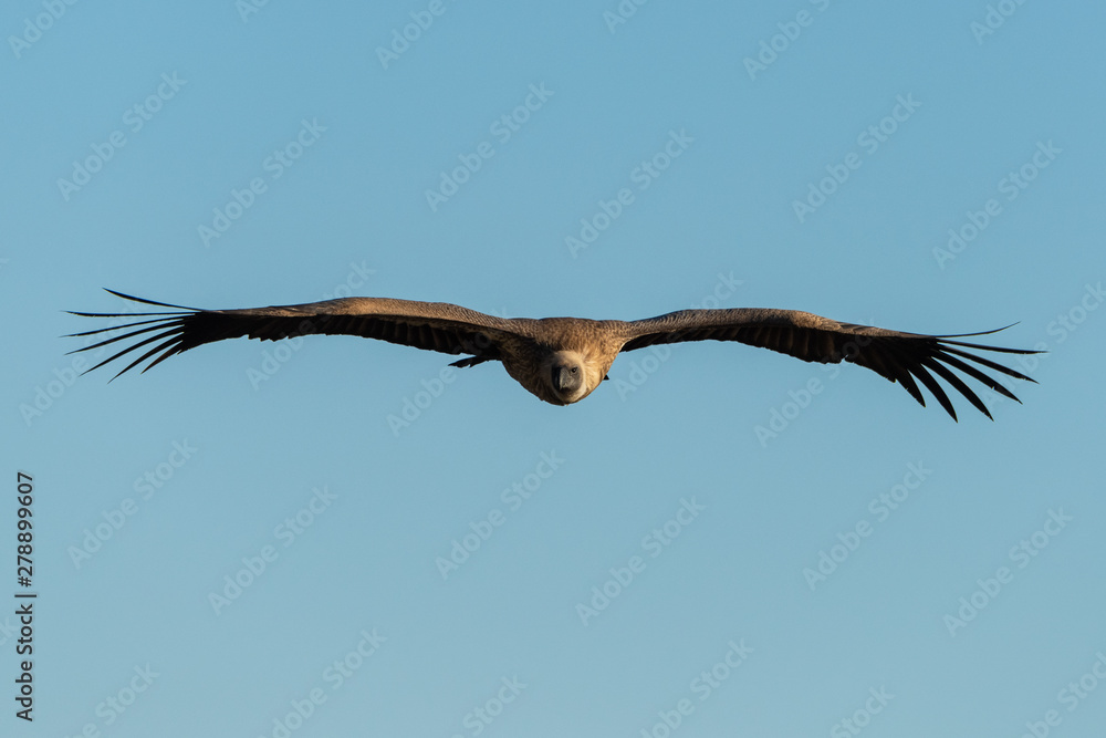 African white-backed vulture soars in blue sky African white-backed vulture soars in blue sky