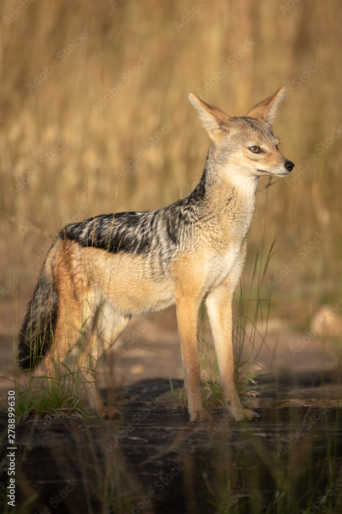 Black-backed jackal stands in sunshine in grass Black-backed jackal stands in sunshine in grass