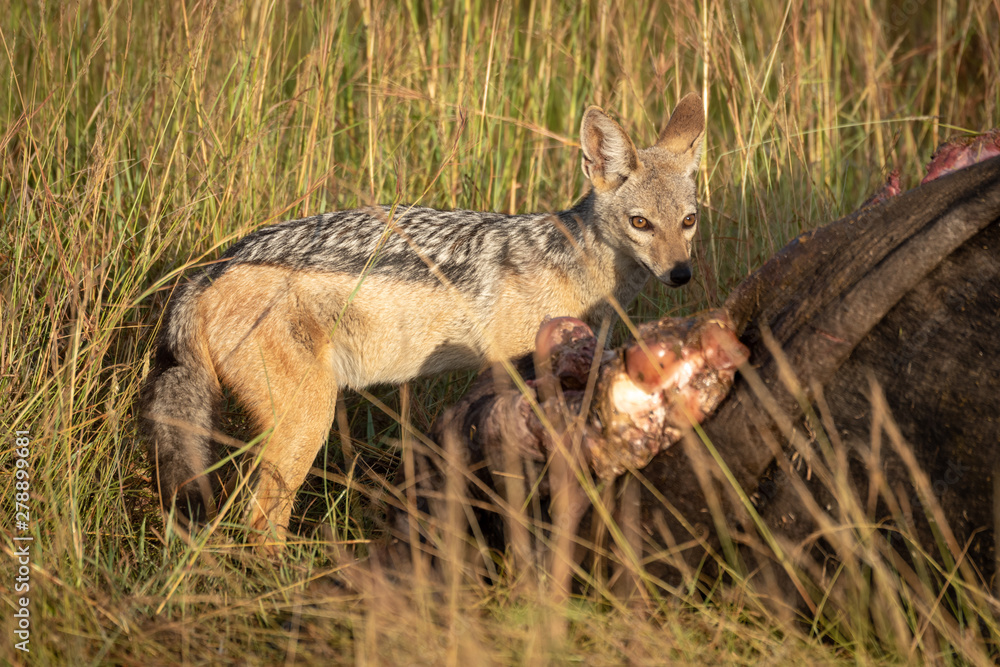 Black-backed jackal stands guiltily by buffalo carcase
