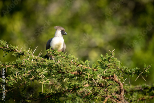 Bare-faced go-away-bird perched in thorny acacia tree photo