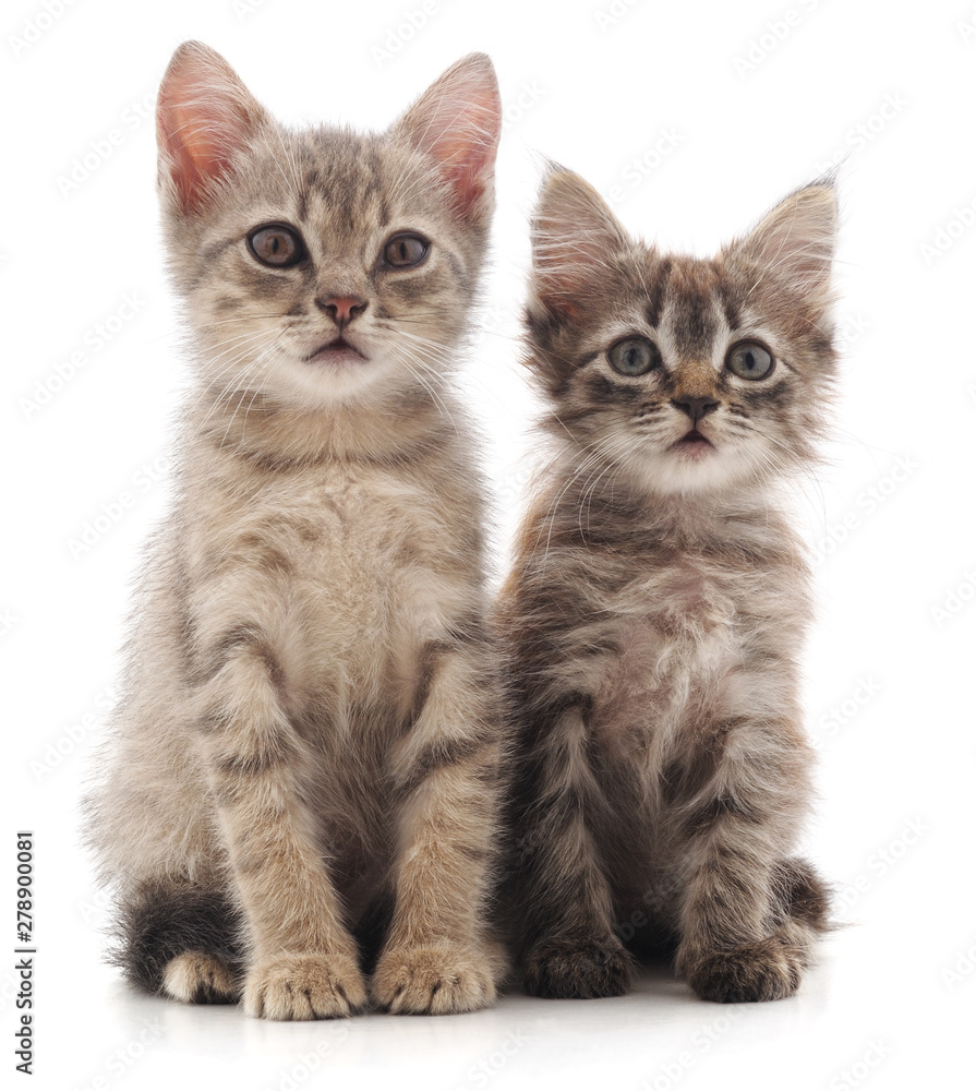 Two young cat.