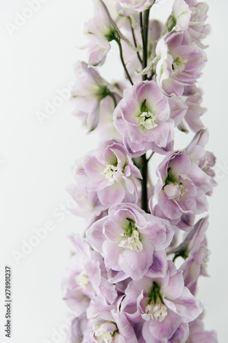 A lilac delphinium flower in full bloom.