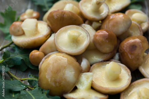 Boletus mushrooms (Suillaceae). Mushrooms boletus for cooking. Boletus mushrooms lie on oak leaves. photo