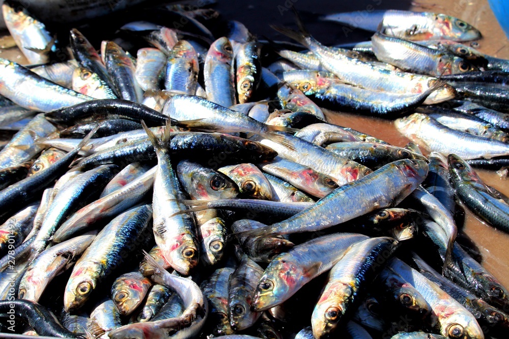 evocative image of anchovies at the fish market