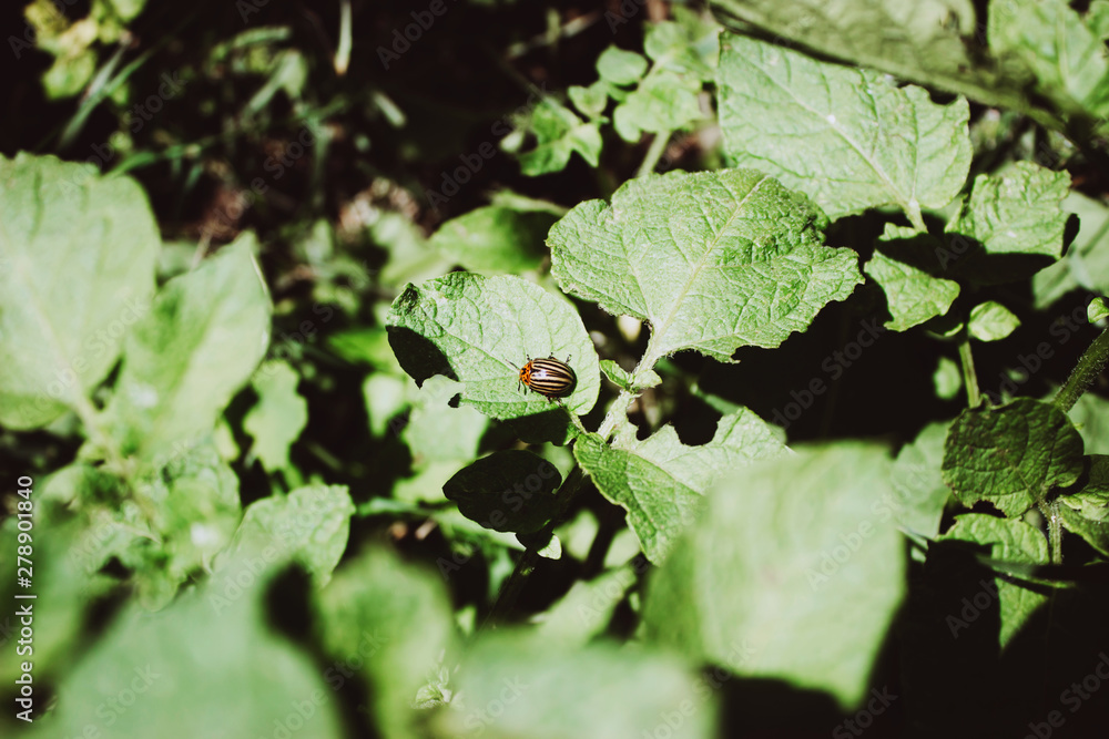 Macro photo of pests Colorado potato beetle. The Colorado potato striped beetle sitting on a cucumber leaf. Selective focus. Macro photo of pests Colorado potato beetle. The Colorado potato striped beetle sitting on a cucumber leaf. Selective focus.