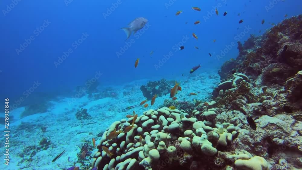 Shools of fish and white edged lyretail swim around colourful tropical coral reef. Okinawa Japan Shools of fish and white edged lyretail swim around colourful tropical coral reef. Okinawa Japan