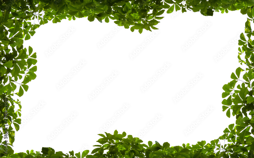 Tree Leaf Frame On White Background, Green leaves border isolated on white background Tree Leaf Frame On White Background, Green leaves border isolated on white background