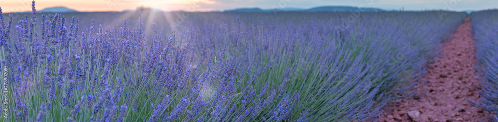 French landscape - Valensole. Sunset over the fields of lavender in the Provence (France).