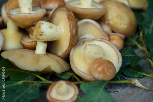 Fresh boletus mushrooms. Mushrooms boletus for cooking. Boletus mushrooms lie on oak leaves.