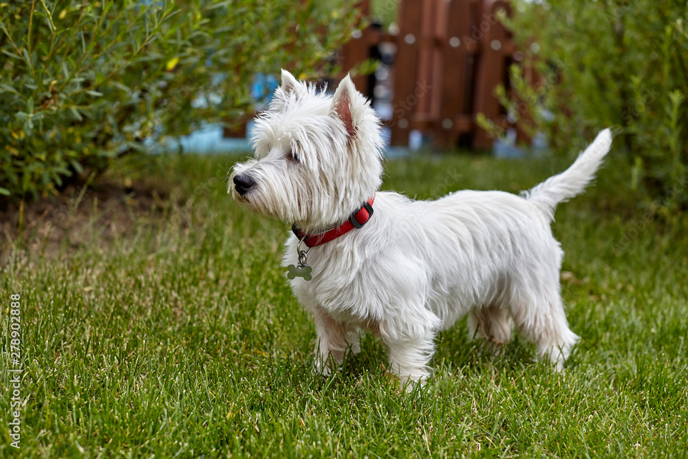 Sweet puppy of West Highland White Terrier - Westie, Westy Dog Play on clover grass Sweet puppy of West Highland White Terrier - Westie, Westy Dog Play on clover grass