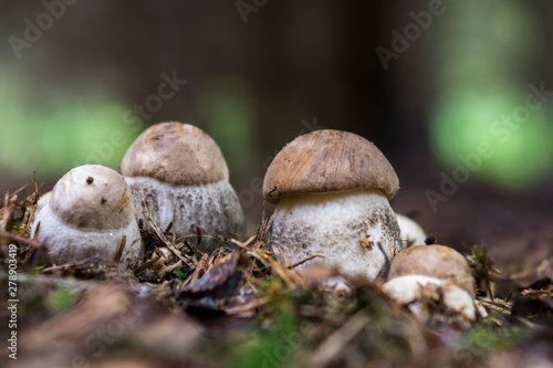 Family of mushrooms boletus. Summer forest mushrooms