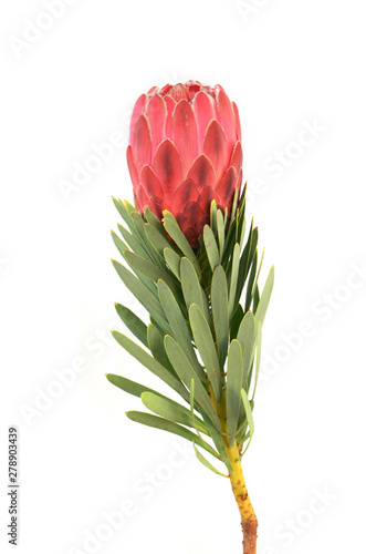 Protea flowers bunch. Blooming Red King Protea Plant over white background. Extreme closeup. Holiday gift, bouquet, buds. One Beautiful fashion flower macro shot. Valentine's Day gift