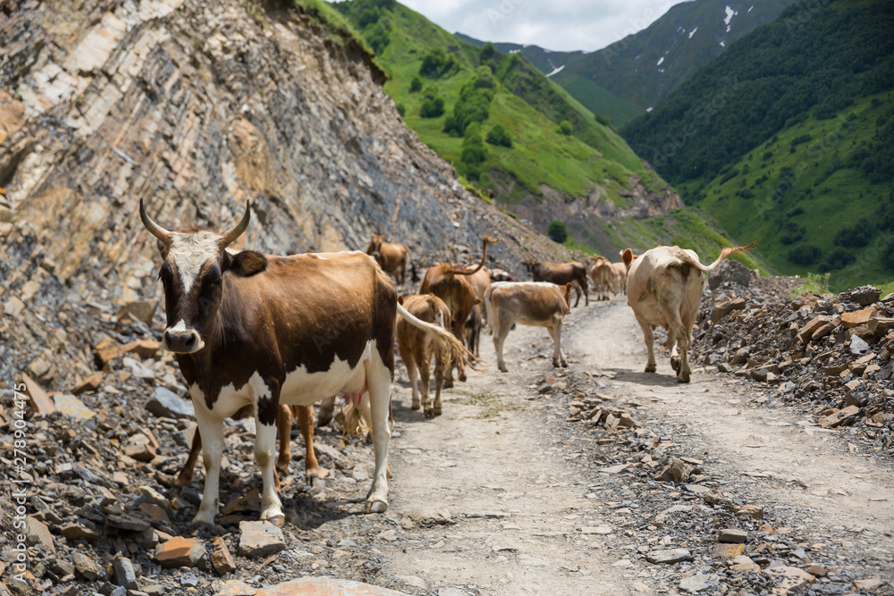 Obraz premium Georgia, mountain road with cows. Mountain road to Dusheti region Alpine fields with cows