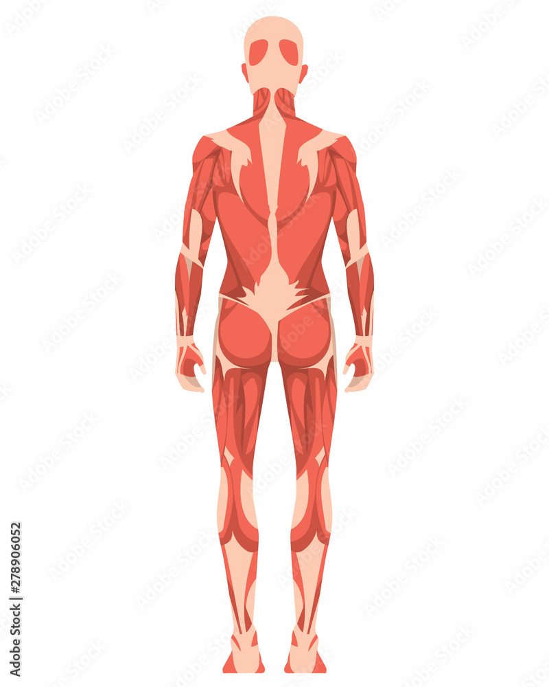 Vector illustration of man. Cartoon realistic people. Back side view man. Anatomy of male muscular system. Vector illustration of man. Cartoon realistic people. Back side view man. Anatomy of male muscular system.