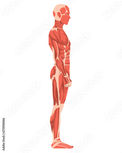 Vector illustration of man. Cartoon realistic people illustration. Flat young man. Side view man. Anatomy of male muscular system.