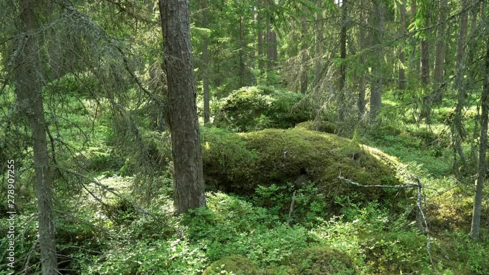 Ancient mixed forest. Mossy boulders. Panoramic move to right. Ancient mixed forest. Mossy boulders. Panoramic move to right.