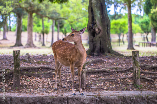 Fototapeta Naklejka Na Ścianę i Meble -  Nara - May 31, 2019: Deer in Nara deer park, Nara, Japan