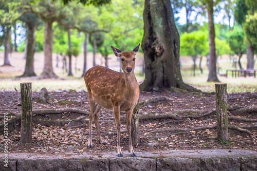 Nara - May 31, 2019: Deer in Nara deer park, Nara, Japan © rpbmedia