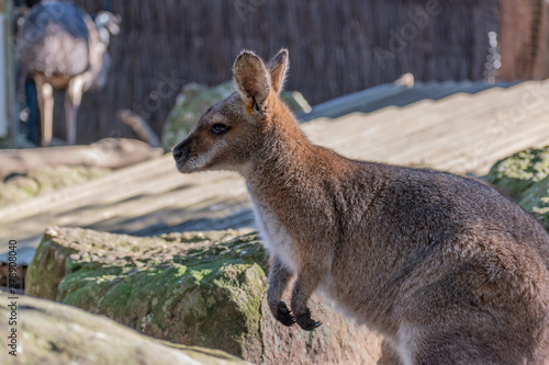 wallaby in australia