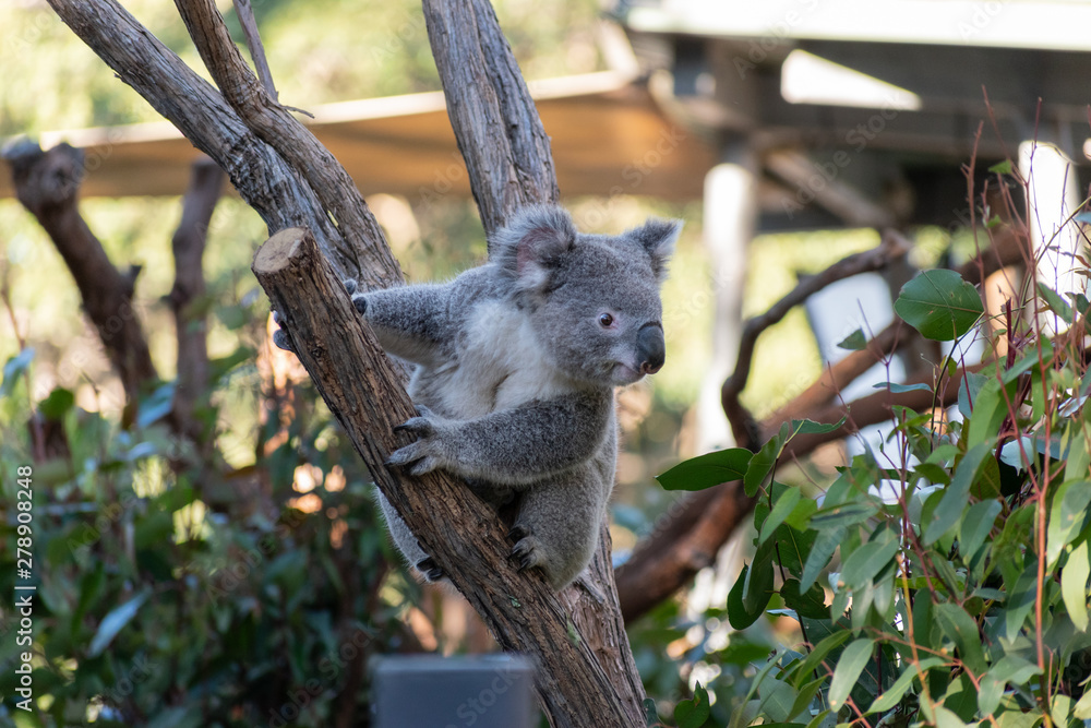 Obraz premium koala in tree