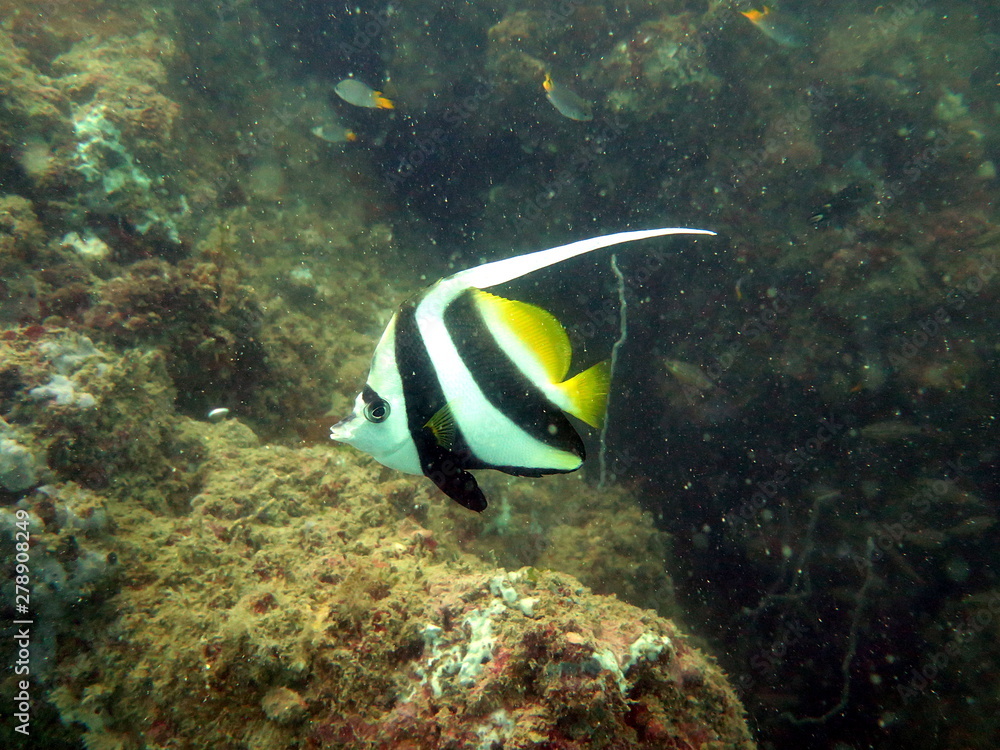 Moorish Idol in murky water captured in the Andaman Sea, Thailand Moorish Idol in murky water captured in the Andaman Sea, Thailand