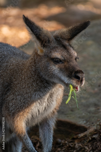 Fototapeta Naklejka Na Ścianę i Meble -  kangaroo in zoo