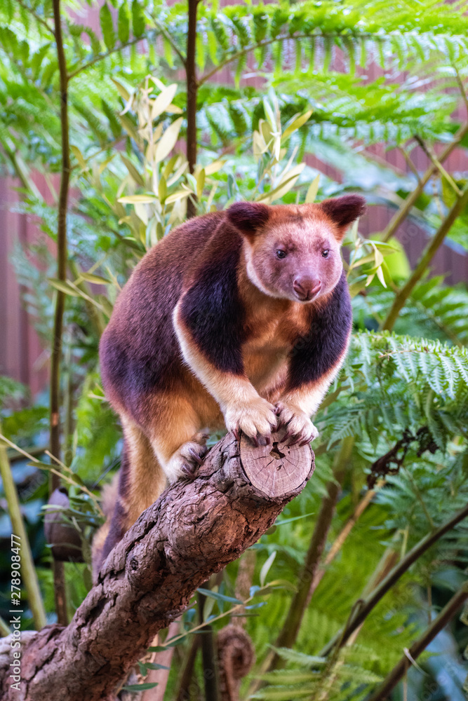 Obraz premium Tree kangaroo
