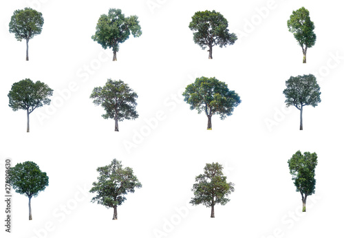 collections green tree isolated. green tree  isolated on white background.