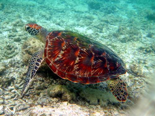 Turtle  underwater around Gili Trawangan  Indonesia